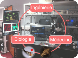 Cercle ingénierie biologie médecine