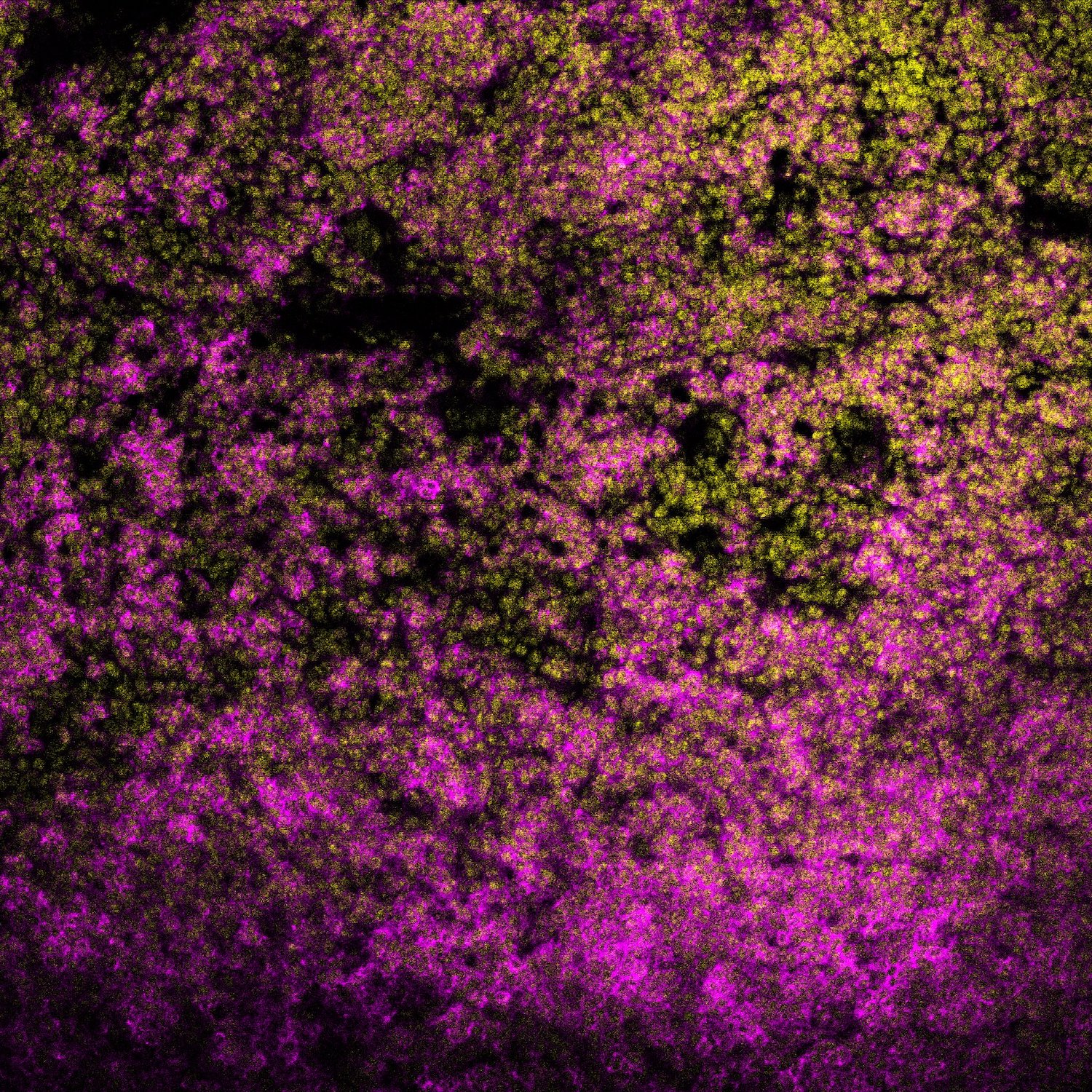 Image multiphotonique de rate de souris, en collaboration avec le CRBS (CHU)