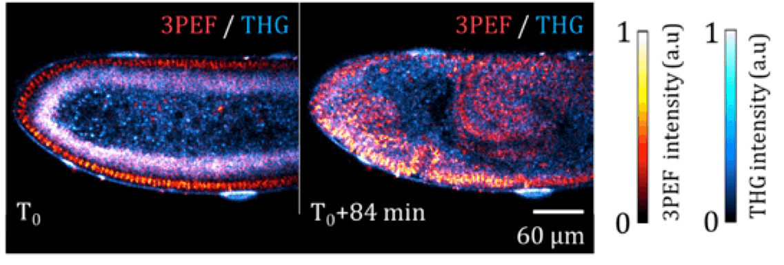 time-lapse three-photon-excited fluorescence